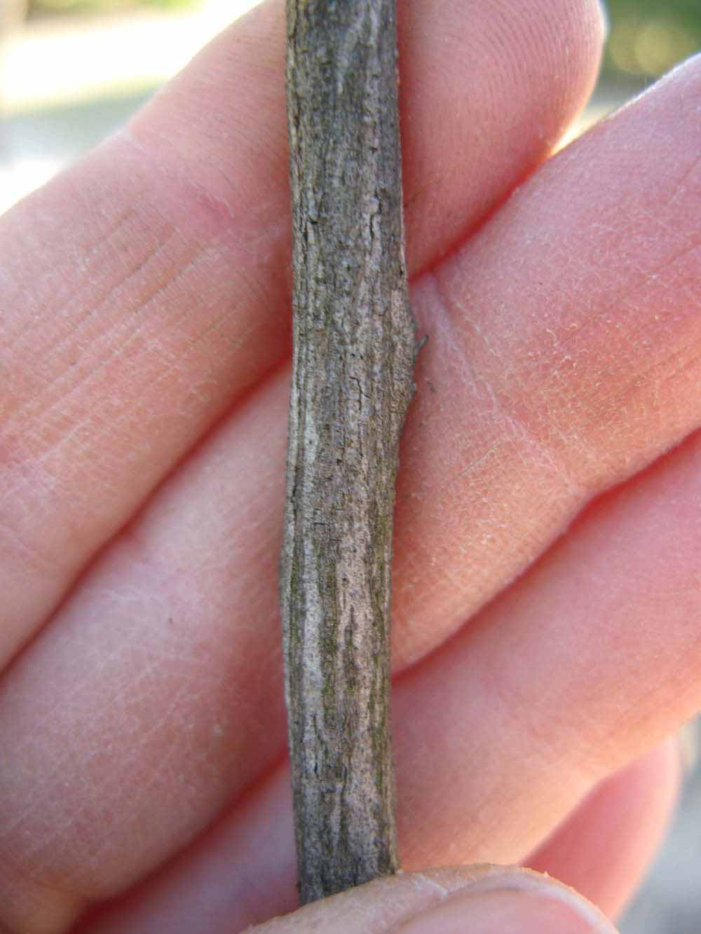              Second - third year twig (Winter Haven, FL)       